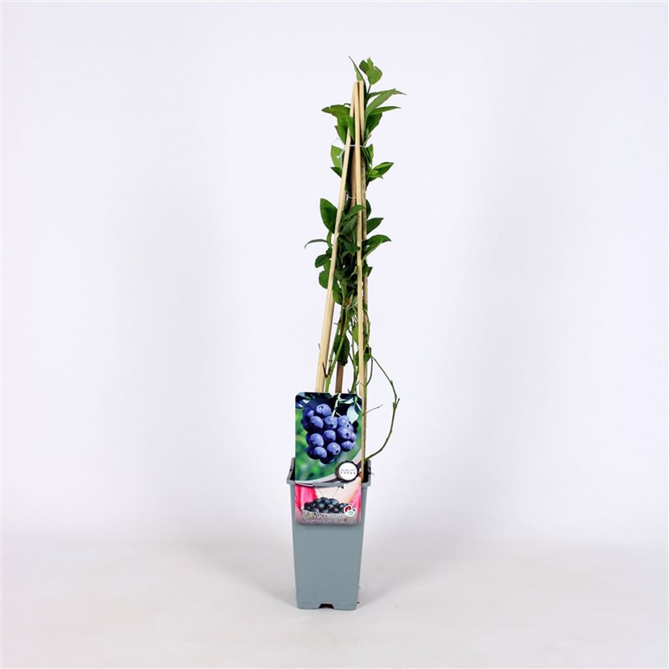 Vaccinium c. 'Bluecrop' - C2 70/+ CM